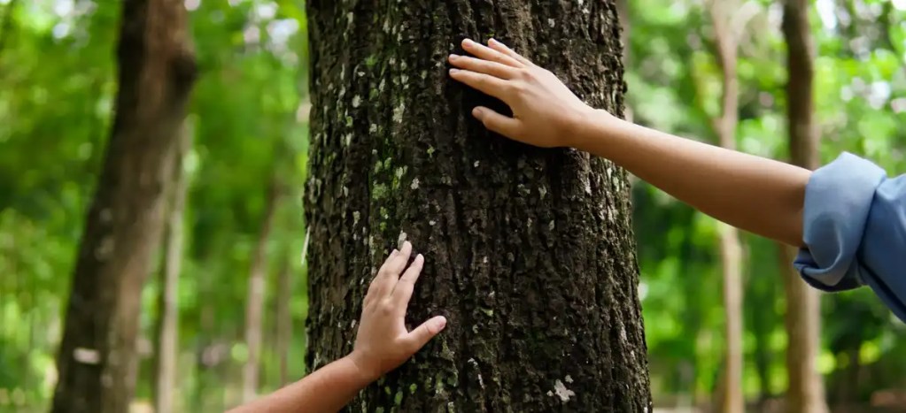 Mãos de criança tocando uma árvore em uma floresta verde, simbolizando conexão com a natureza e preservação ambiental.